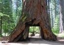 Pioneer Cabin tree, Calaveras, CA